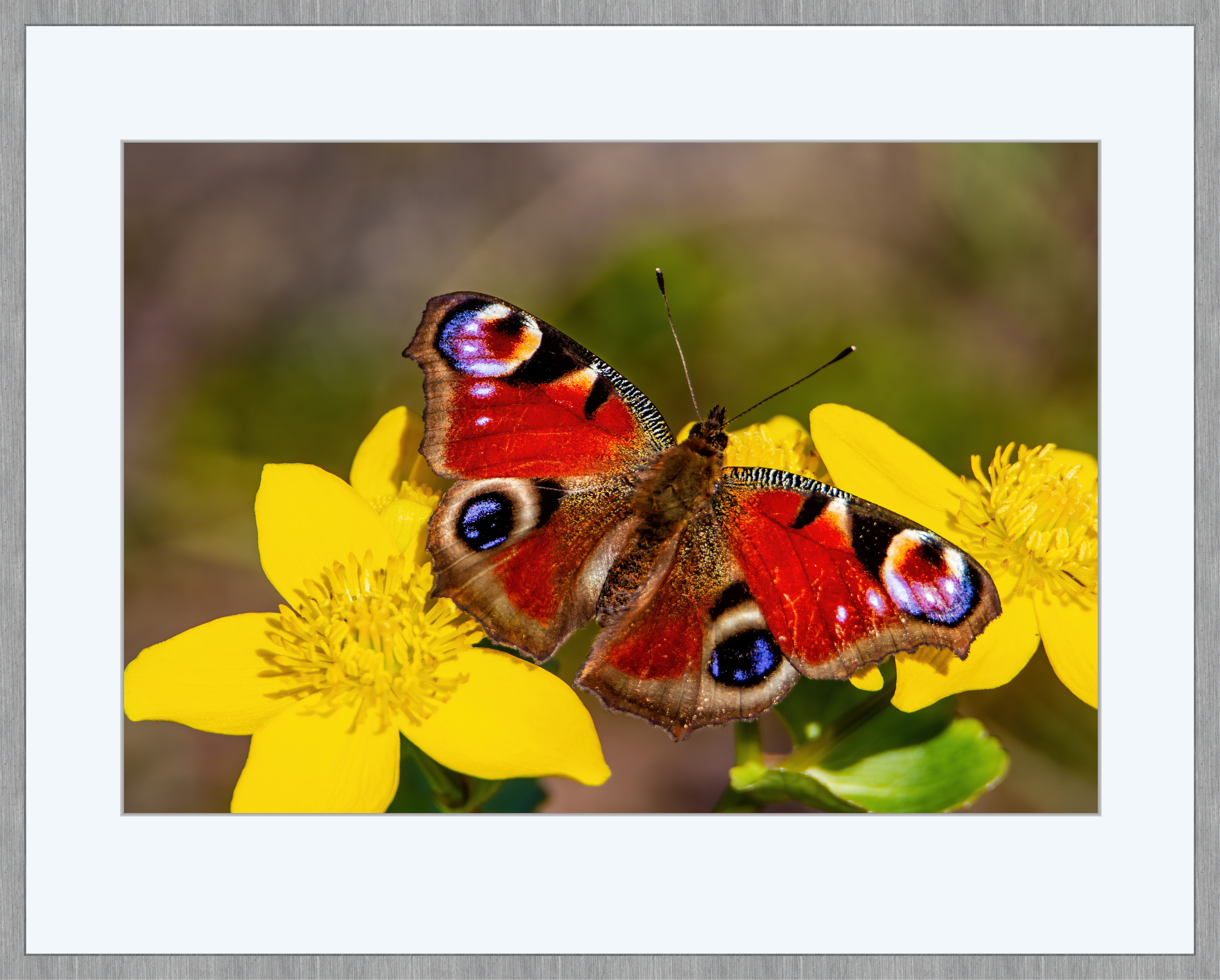 Tagpfauenauge (Aglais io)